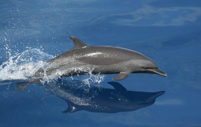 Delphin springt durchs Wasser