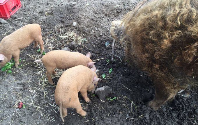 Tierhof Hellersdorf - Die Roten Mangalitza Wollschweine beim Fressen