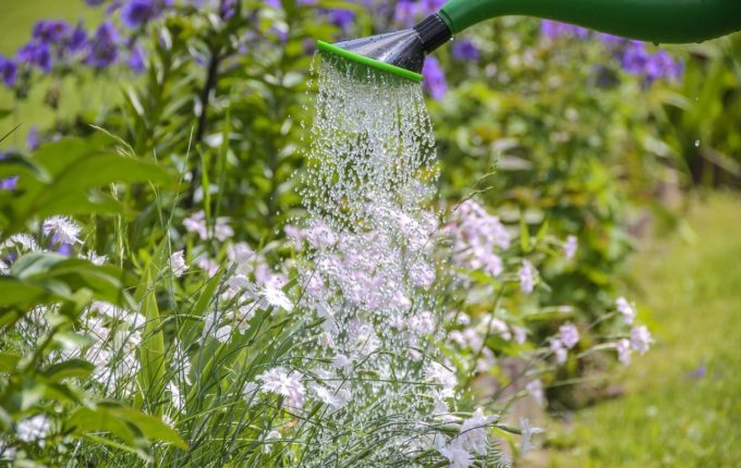 Babyschwimmen - 8. Tag - Gießkanne gießt Blumen