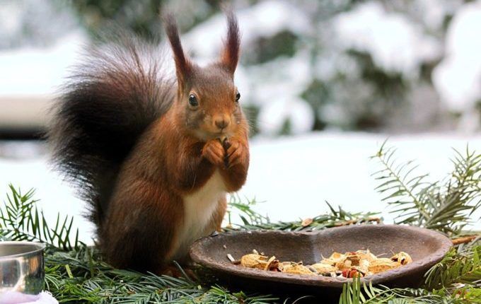 Kostenlose Kinderzeitschrift - Eichhörnchen im Winter an Futterstelle