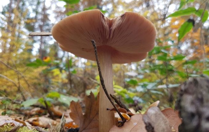 Wochenende im Bundesleistungszentrum Kienbaum - Pilz