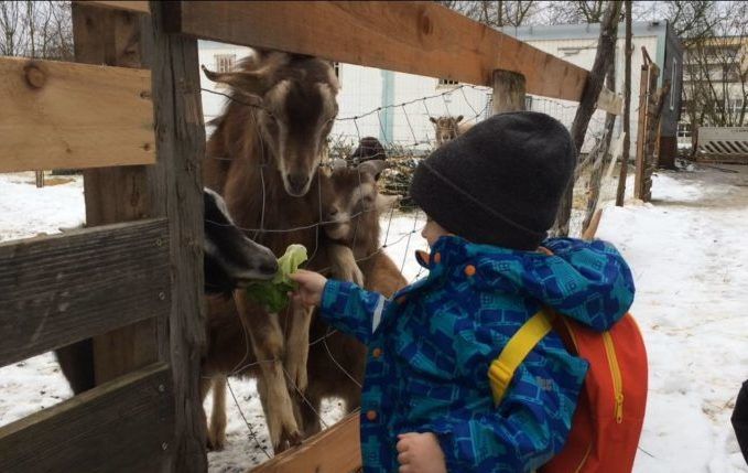 12 von 12 - Januar 2017 - Kind füttert Ziegen