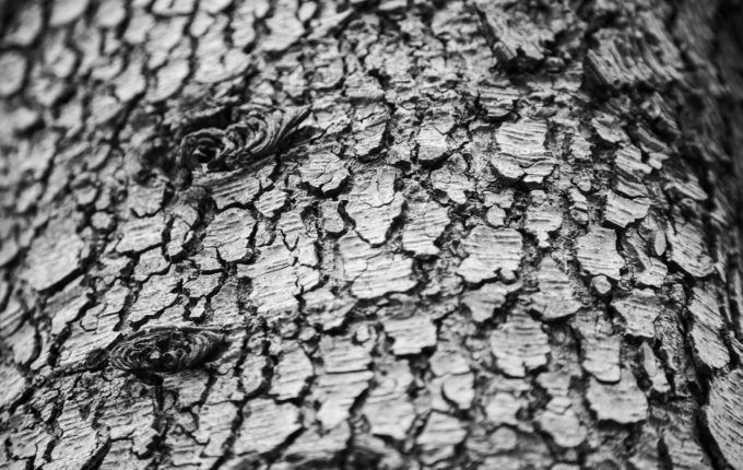 Wäldchen an der Gohliser Straße - Der Baum hat Augen