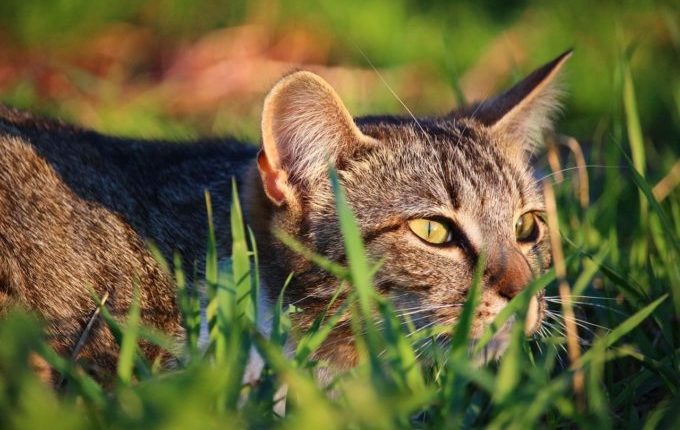 Kuscheltier verloren - Katze auf der Lauer