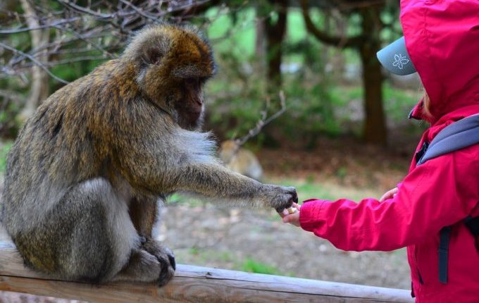 Kuscheltier verloren - Kind gibt Affe Futter