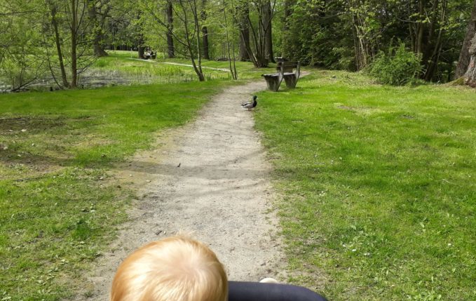 12 von 12 - Mai 2017 - Ente kreuzt Wanderweg im Grünen