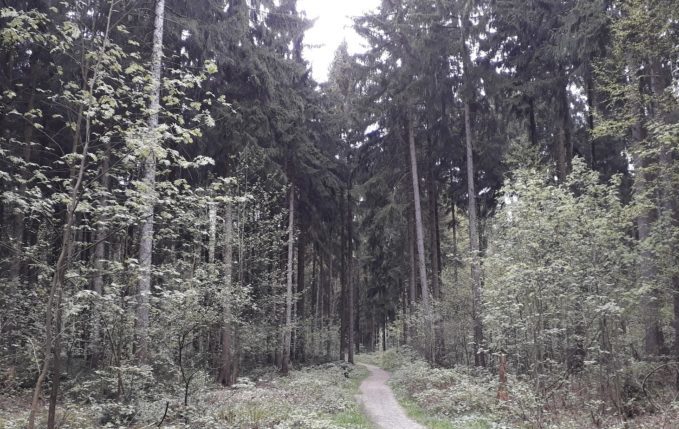 12 von 12 - Mai 2017 - hohe Bäume im Wald