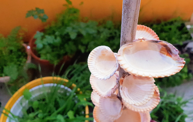 Bienentränke aus Muscheln auf Balkon